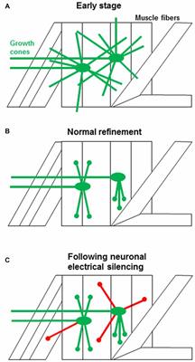 Activity-Dependent Synaptic Refinement: New Insights from Drosophila